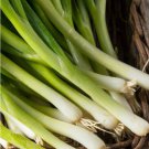 Bunching Onion Evergreen Bunching Seeds - Vegetable Home Garden - 120 Seeds