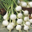 ONION PARIS SILVERSKIN Seeds - Vegetable Home Garden - 50 Seeds