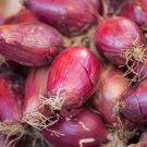 Onion Long Tropea Red Seeds - Vegetable Home Garden - 75 Seeds