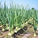 Early White Grano Onion Seeds - Vegetable Home Garden - 40 Seeds