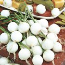 PARIS SILVERSKIN ONION Seeds - Vegetable Home Garden - 50 Seeds