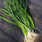 Bunching Onion Winter Ishikura Seeds - Vegetable Home Garden - 120 Seeds
