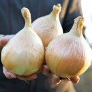 ONION SEEDS GIANT AILSA CRAIG Seeds - Vegetable Home Garden - 50 Seeds