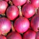 onion californian red vegetable Seeds - Vegetable Home Garden - 100 Seeds