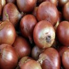 Onion Gladalan brown vegetable Seeds - Vegetable Home Garden - 100 Seeds