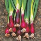 Spring Onion Red Beard Bunching Seeds - Vegetable Home Garden - 100 Seeds