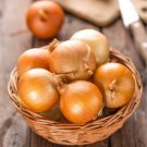 Onion Gladalan Brown Seeds - Vegetable Home Garden - 60 Seeds