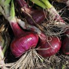 ONION RED BRUNSWICK Seeds - Vegetable Home Garden - 100 Seeds