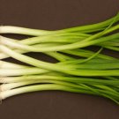 SPRING ONION Straight Leaf vegetable Seeds - Vegetable Home Garden - 120 Seeds
