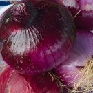 ONION Amposta Purple vegetable Seeds - Vegetable Home Garden - 150 Seeds