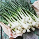 BUNCHING ONION Nebuka vegetable Seeds - Vegetable Home Garden - 150 Seeds
