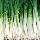 bunching onion vegetable Seeds - Vegetable Home Garden - 120 Seeds