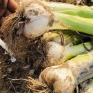 “Drumstick” Spring Onion Organic vegetable Seeds - Vegetable Home Garden - 200 Seeds