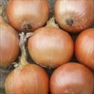 Hunter River Brown Onion vegetable Seeds - Vegetable Home Garden - 50 Seeds