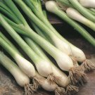 Lisbon Spring White Onion Seed vegetable Seeds - Vegetable Home Garden - 100 Seeds
