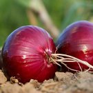ONION CALIFORNIAN RED Seed vegetable Seeds - Vegetable Home Garden - 50 Seeds