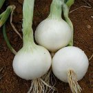 ONION GLADALAN WHITE vegetable Seeds - Vegetable Home Garden - 50 Seeds