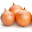 ONION HUNTER RIVER BROWN vegetable Seeds - Vegetable Home Garden - 50 Seeds