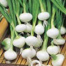 Onion Barletta Pickling White Onion vegetable Seeds - Vegetable Home Garden - 100 Seeds