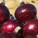 Onion Seed Californian Red Onion vegetable Seeds - Vegetable Home Garden - 50 Seeds