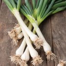 WHITE LISBON SPRING ONION SEEDS vegetable Seeds - Vegetable Home Garden - 100 Seeds