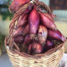 ONION Long Tropea Red vegetable Seeds - Vegetable Home Garden - 100 Seeds