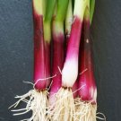 ONION (SPRING) Candy Stick Red vegetable Seeds - Vegetable Home Garden - 150 Seeds