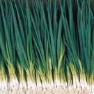 ONION (Spring) Paragon vegetable Seeds - Vegetable Home Garden - 150 Seeds