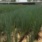 ONION (Spring) Xandra F1 Hybrid vegetable Seeds - Vegetable Home Garden - 150 Seeds