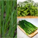 Onion (Spring) Natsuyo vegetable Seeds - Vegetable Home Garden - 100 Seeds