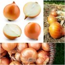 Onion Yellow Granex vegetable Seeds - Vegetable Home Garden - 150 Seeds