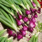 ONION Red Sango vegetable Seeds - Vegetable Home Garden - 100 Seeds