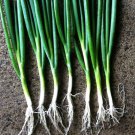 ONION (SPRING) Everlast F1 vegetable Seeds - Vegetable Home Garden - 100 Seeds