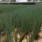 ONION (SPRING) Xandra F1 vegetable Seeds - Vegetable Home Garden - 150 Seeds