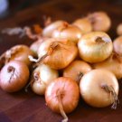 ONION CIPOLLINI BROWN vegetable Seeds - Vegetable Home Garden - 100 Seeds