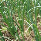 SPRING ONION Straight Leaf vegetable Seeds - Vegetable Home Garden - 120 Seeds