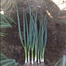SPRING ONION Grandstand vegetable Seeds - Vegetable Home Garden - 100 Seeds