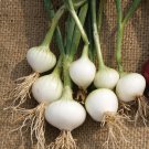 ONION Barletta White Pickling vegetable Seeds - Vegetable Home Garden - 100 Seeds