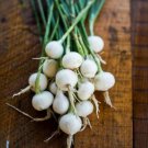 Onion BARLETTA WHITE PICKLING vegetable Seeds - Vegetable Home Garden - 100 Seeds