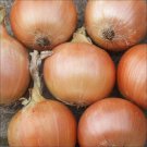 Onion GLADALAN BROWN Winter vegetable Seeds - Vegetable Home Garden - 100 Seeds
