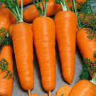 CARROT Royal Chantenay vegetable Seeds - Vegetable Home Garden - 200 Seeds