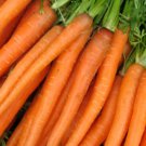 Carrot Seeds “All Seasons” vegetable Seeds - Vegetable Home Garden - 200 Seeds