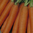 Carrot Seeds "Nantes" vegetable Seeds - Vegetable Home Garden - 300 Seeds