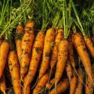 Carrot Berlicum vegetable Seeds - Vegetable Home Garden - 150 Seeds