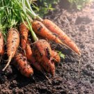 MANCHESTER TABLE CARROT vegetable Seeds - Vegetable Home Garden - 200 Seeds