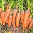 Carrot Chantenay Royal vegetable Seeds - Vegetable Home Garden - 200 Seeds