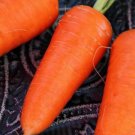 CARROT red core chantenay Vegetable Seeds - Vegetable Home Garden - 200 Seeds