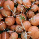 Carrot Tonda di Parigi Vegetable Seeds - Vegetable Home Garden - 200 Seeds