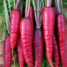 CARROT Cosmic Purple Vegetable Seeds - Vegetable Home Garden - 100 Seeds