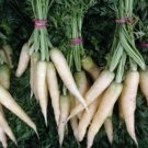 Carrot LUNAR WHITE Vegetable Seeds - Vegetable Home Garden - 100 Seeds
